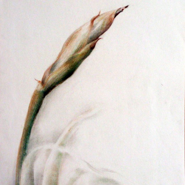 Květ | Pastel na papíře
